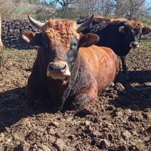 T colis de bœuf  ∼ 10kg AB